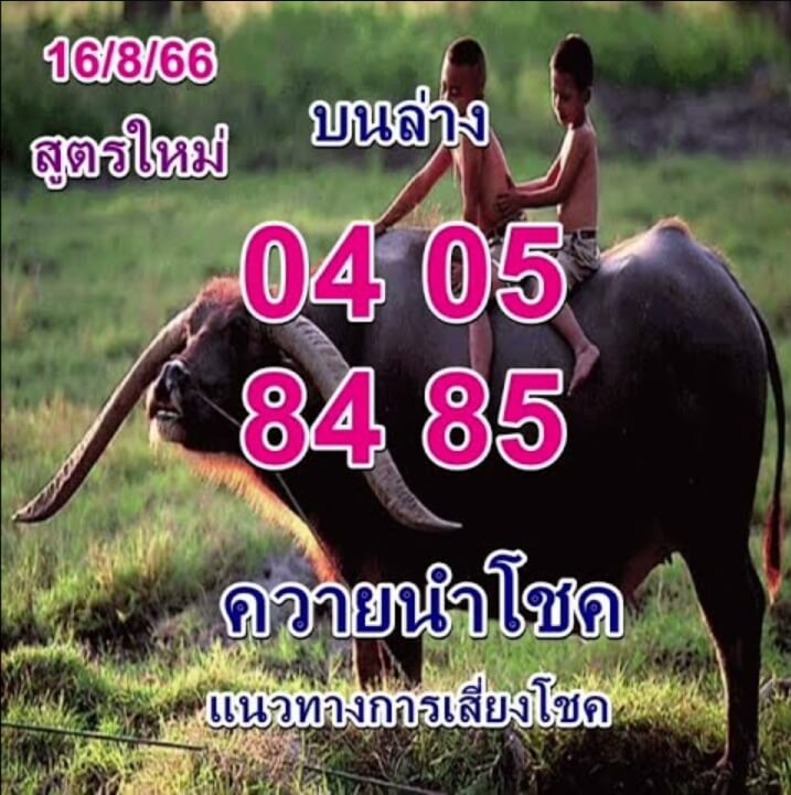 หวยไทย ควายนำโชค 16/8/66